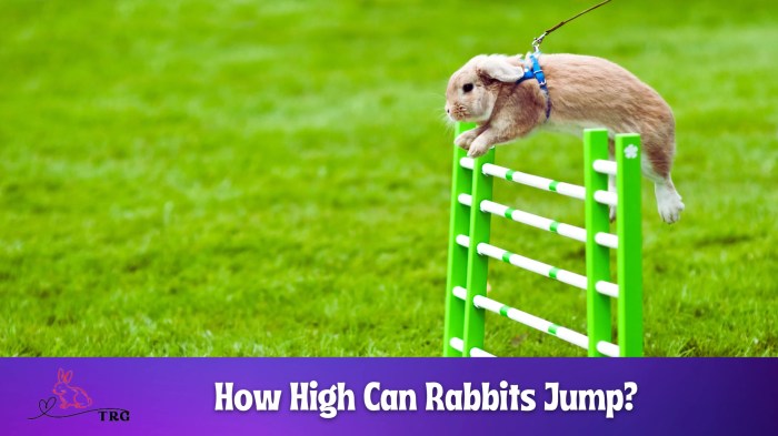 How High Can A Rabbit Jump?