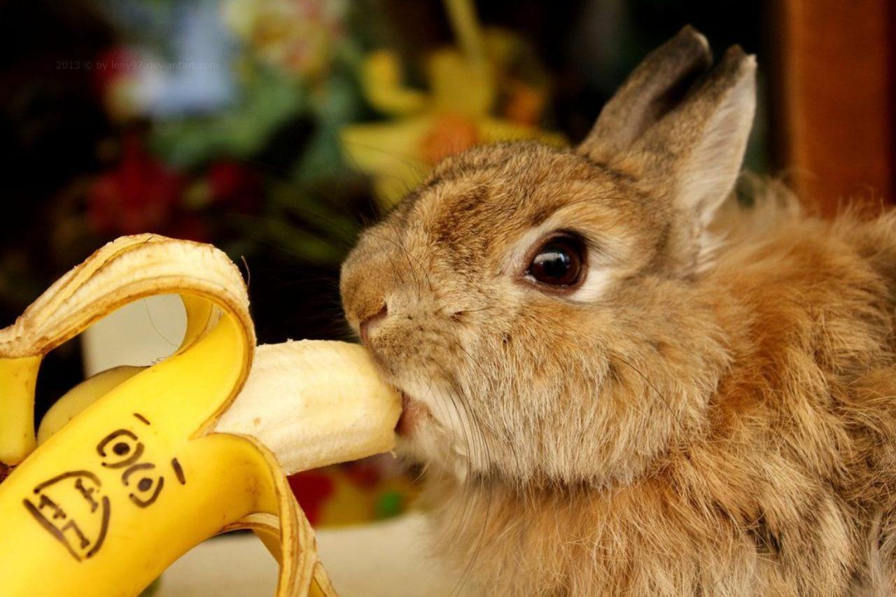 Can Rabbits Have Bananas? terbaru