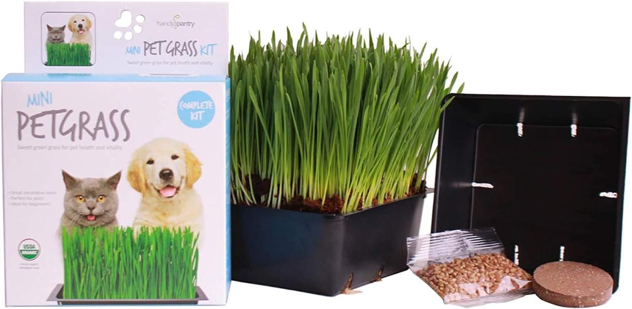 wheatgrass trays wheat instructions pet