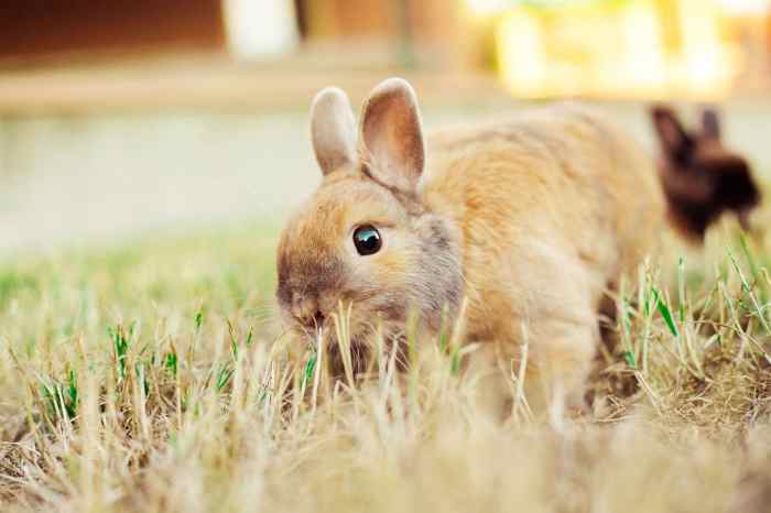 rabbits squash