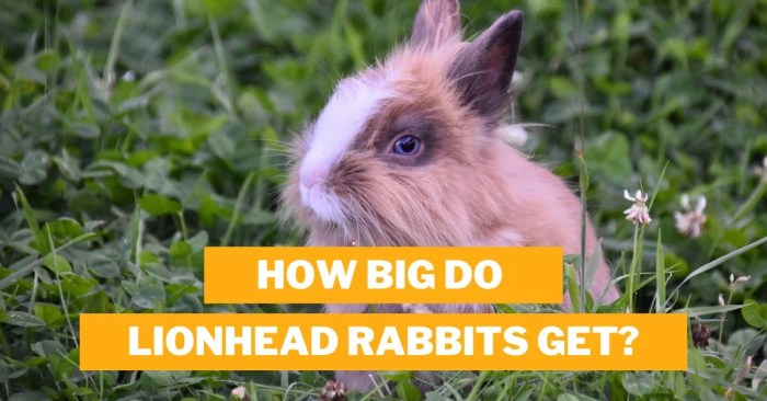 How Big Do Lionhead Rabbits Get? terbaru