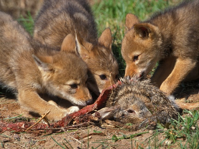 coyote pups alimentación