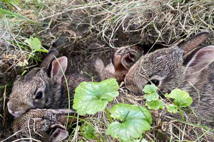 What Does A Rabbit Nest Look Like?