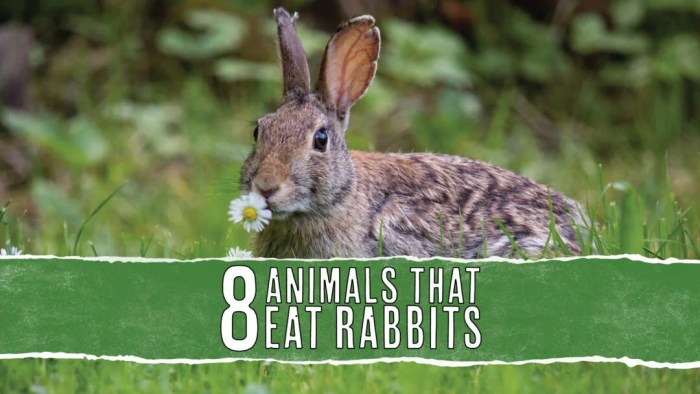 What Eats A Rabbit?