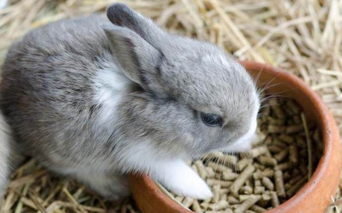 Are Rabbits Hard To Take Care Of? terbaru