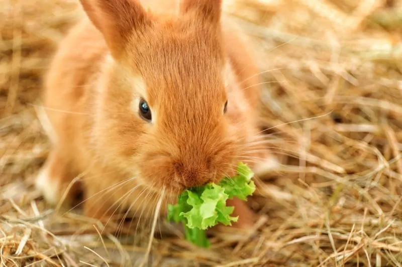 rabbits herbivores conejos comen lettuce simplyrabbits nutrition comohow