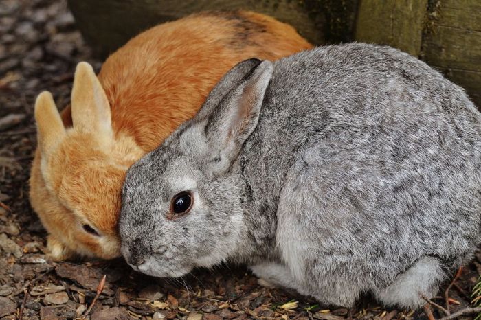 Are Rabbits Omnivores? terbaru