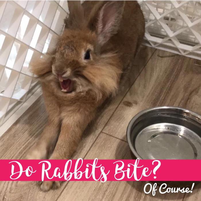 Do Bunny Rabbits Bite?