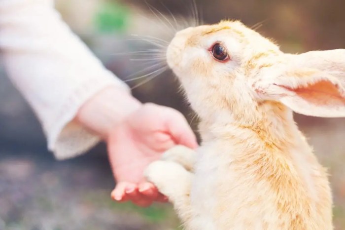 rabbit bunnies fluffy rabbits burrow eyeliner fur