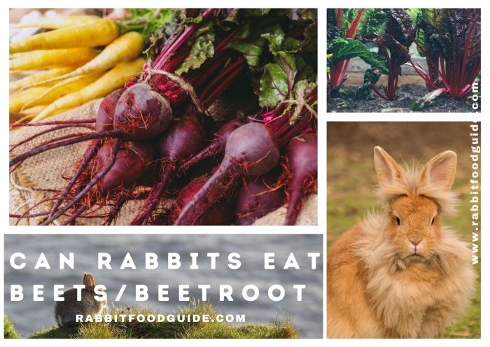 Can Rabbits Eat Beets? terbaru