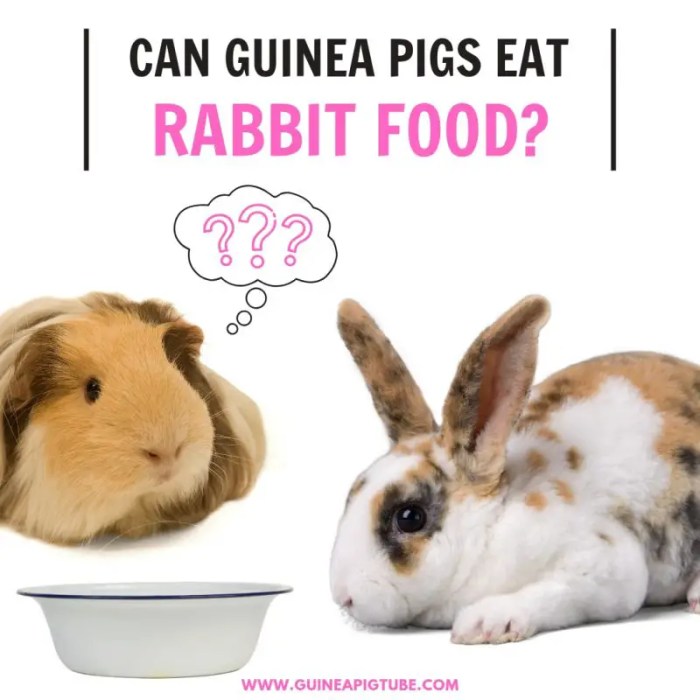 Can Guinea Pigs Eat Rabbit Food?