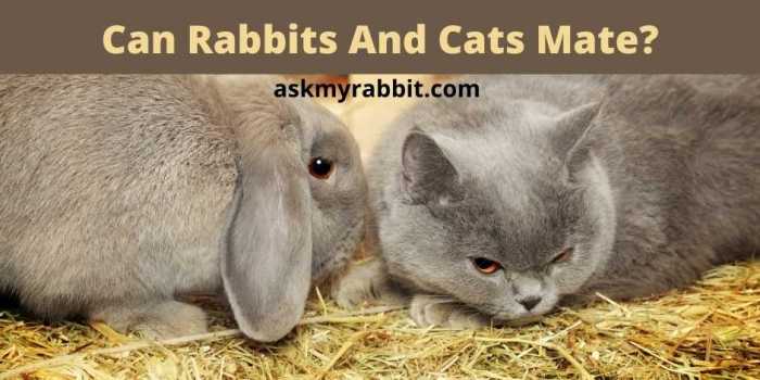 Can Cats Mate With Rabbits?