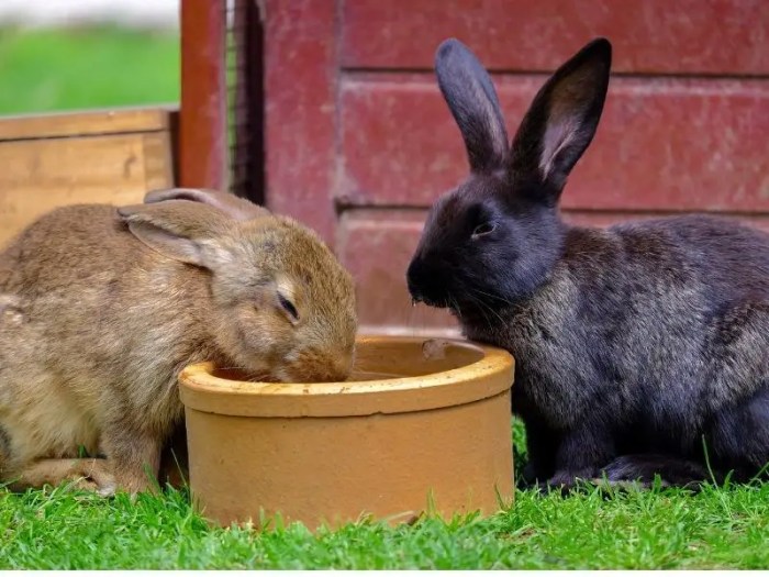 Can Rabbits Drink Milk?