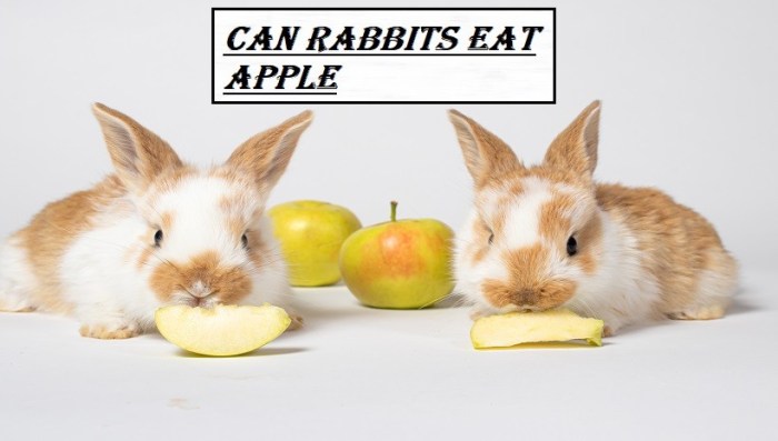 Do Rabbits Like Apples? terbaru