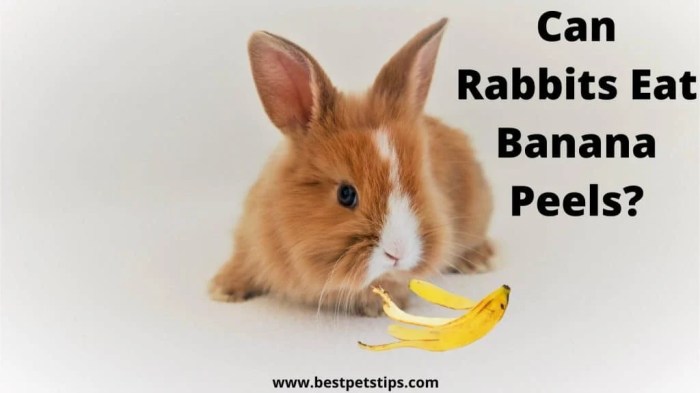 Can Rabbits Eat Banana Peels? terbaru