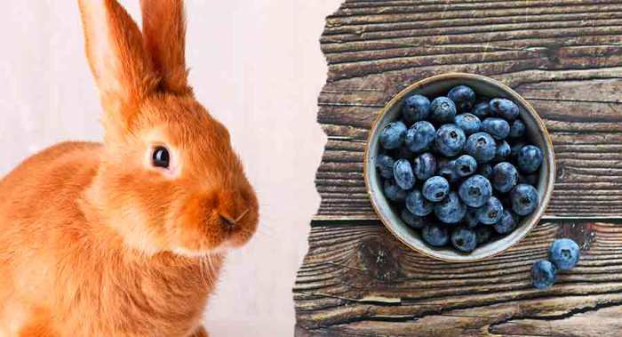 rabbits blueberries