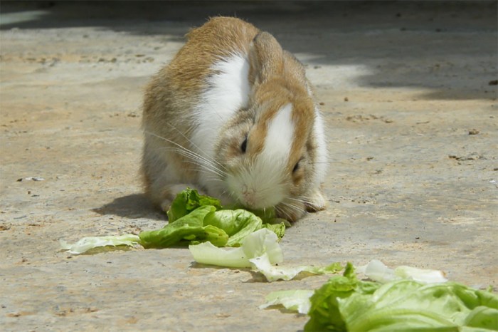 Can Rabbits Eat Butter Lettuce?