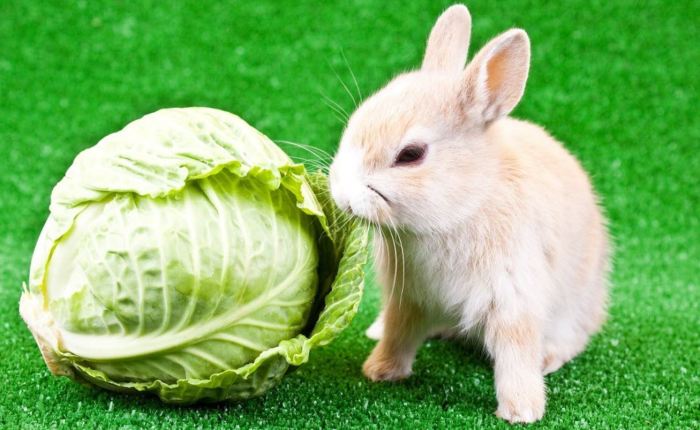 cabbage rabbits