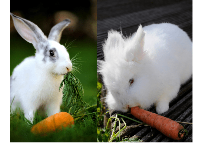 carrots rabbits kaninchen kleintiere carrot boredom breakers tiere fuer herz beschäftigung