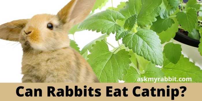 Can Rabbits Eat Catnip? terbaru