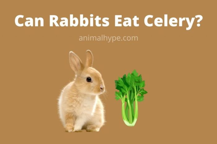 Do Rabbits Like Celery?