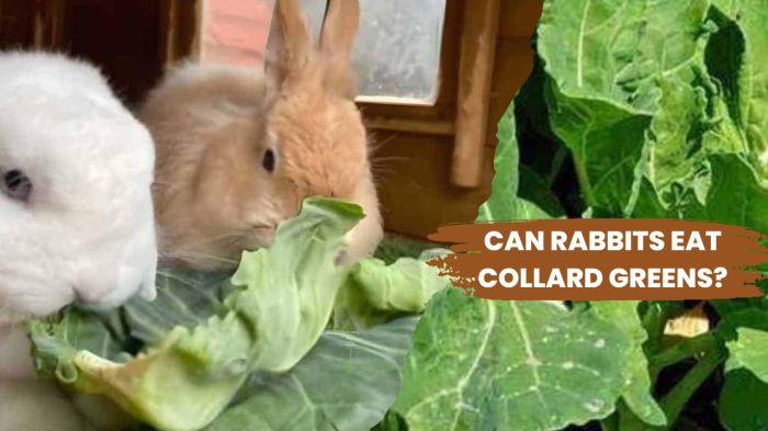 Can Rabbits Eat Collards?