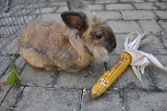 Can Rabbits Eat Corn Husks?