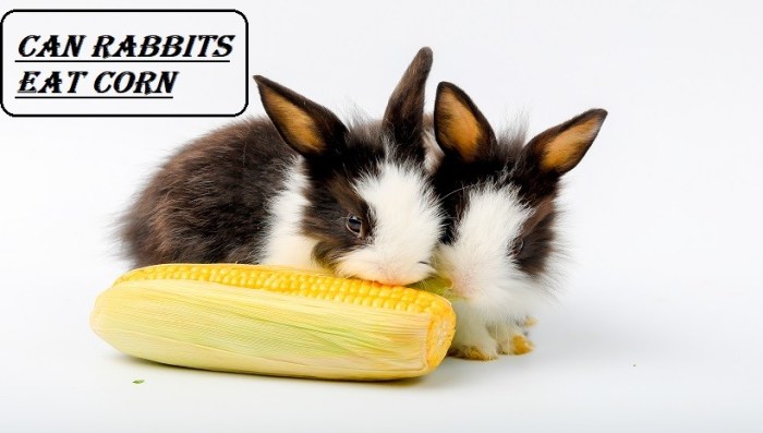 Can Rabbits Have Corn? terbaru