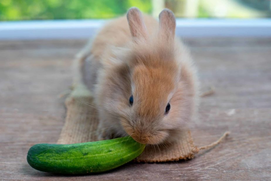 Can Rabbits Eat Cucumbers? terbaru