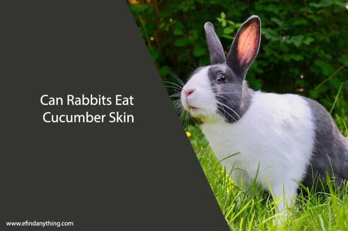 Can Rabbits Eat Cucumber Skin? terbaru