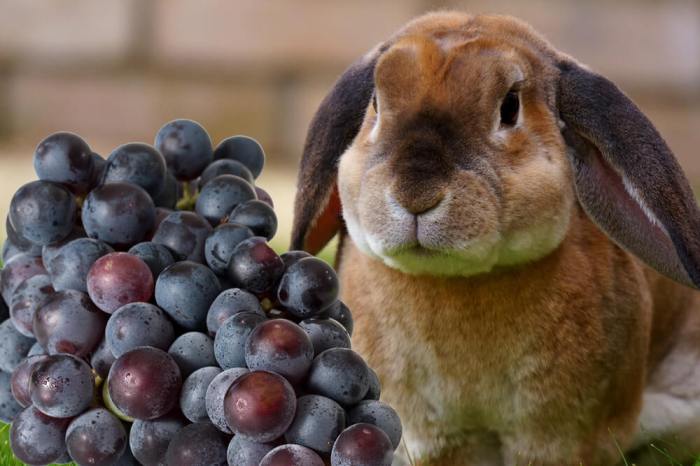 Can Rabbit Eat Grapes?