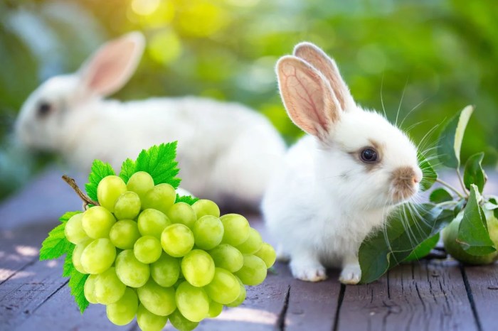 Can Rabbits Eat Green Grapes?