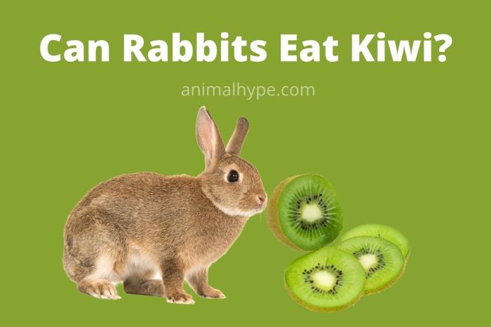 Can Rabbits Have Kiwi? terbaru