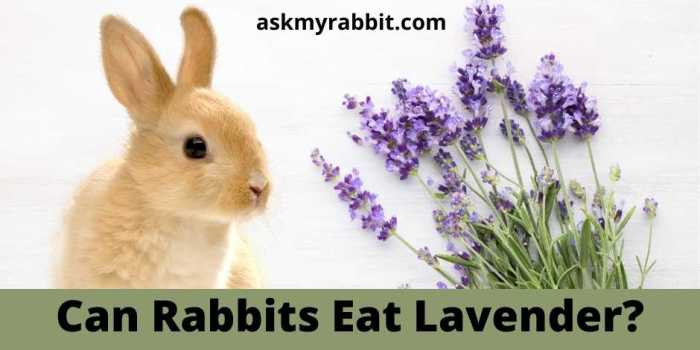 Can Rabbits Eat Lavender? terbaru