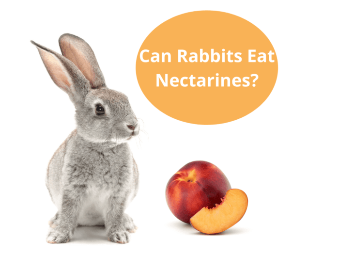 Can Rabbits Eat Nectarines?