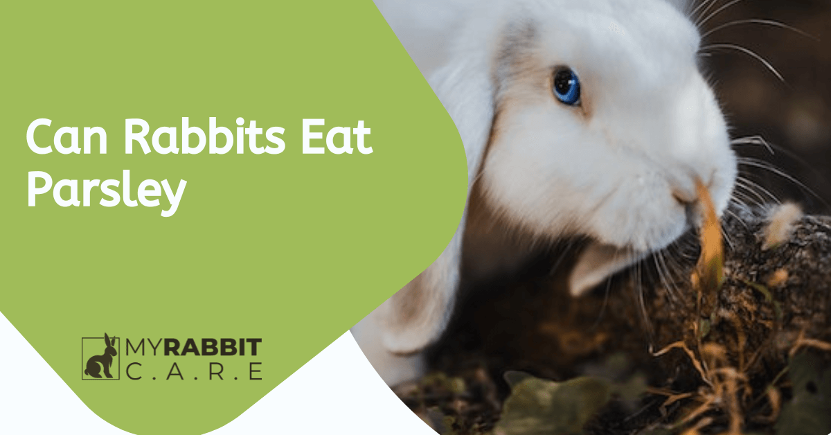 Can Rabbits Eat Parsley? terbaru