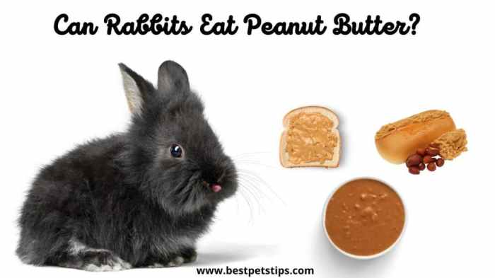 Can Rabbits Eat Peanut Butter? terbaru