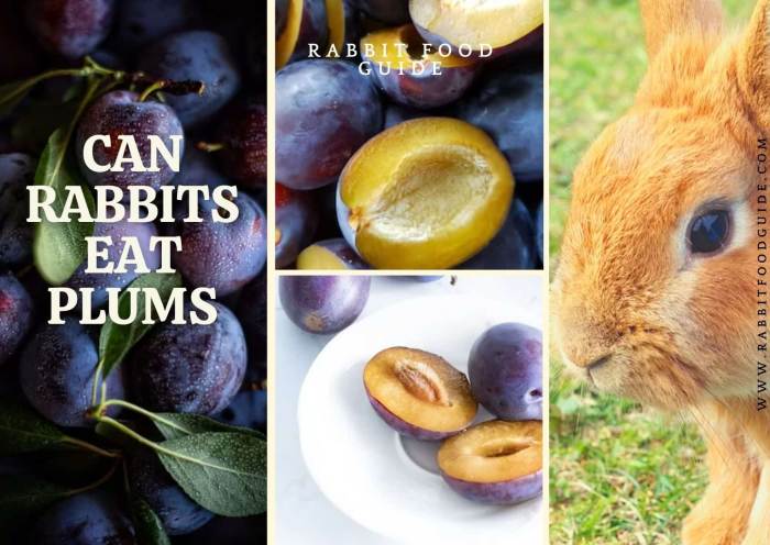 Can Rabbits Eat Plums?