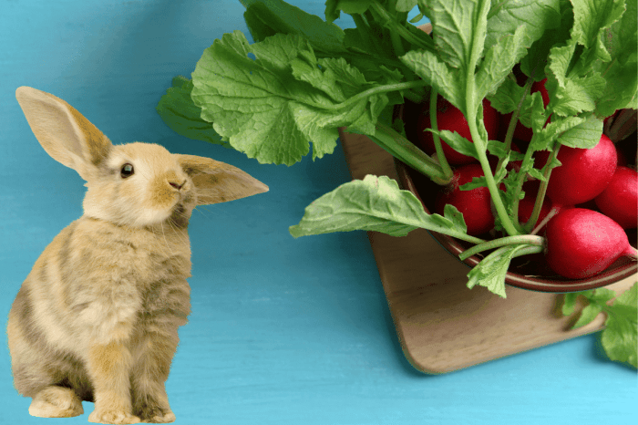 rabbits radishes herbivores