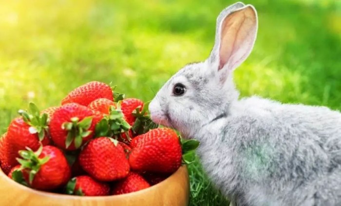 Can Rabbits Eat Strawberry Tops? terbaru