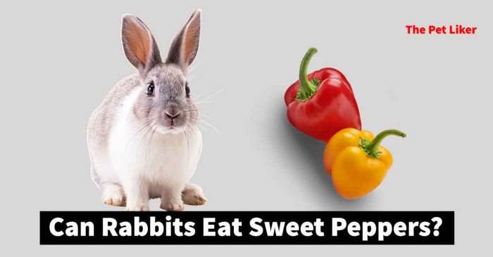 Can Rabbits Eat Sweet Peppers? terbaru