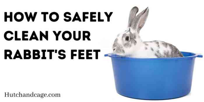 How To Clean Rabbits Feet?