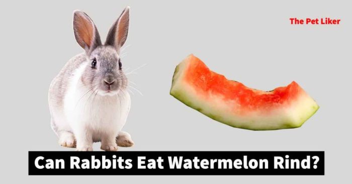 rabbits watermelon rind arises