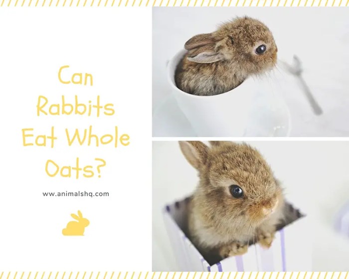 Can Rabbits Have Oats? terbaru