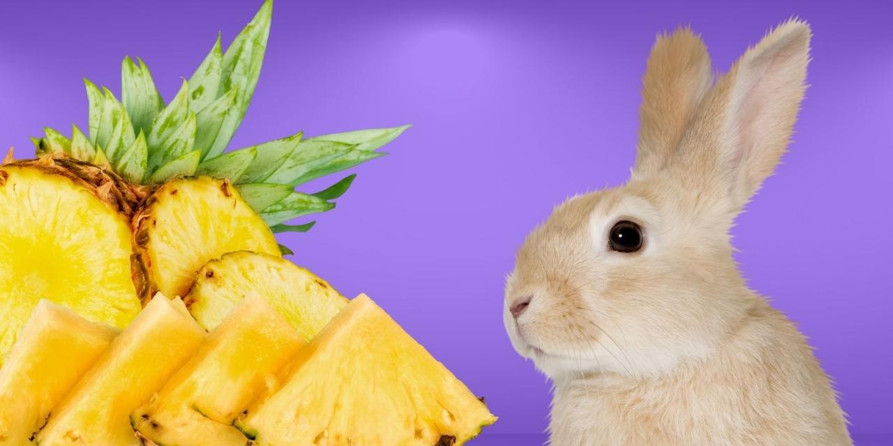 Can Rabbits Have Pineapple? terbaru