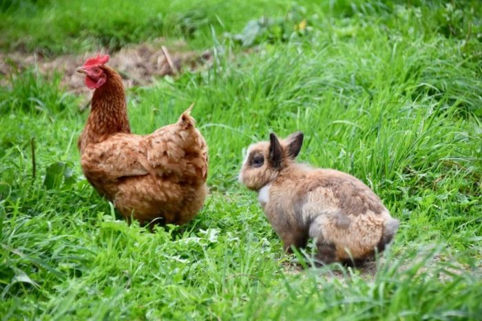 Can Rabbits And Chickens Live Together?