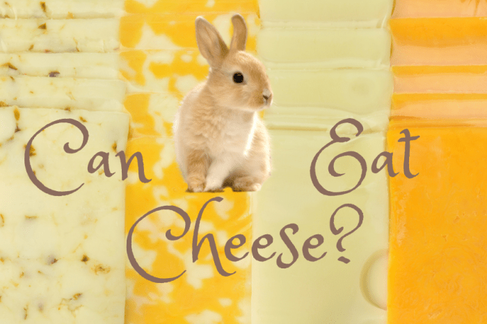 Can A Rabbit Eat Cheese?