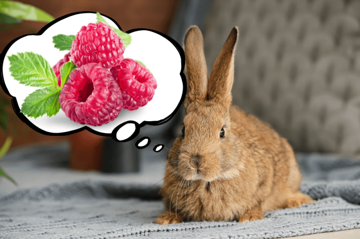 Can Rabbits Eat Raspberries? terbaru