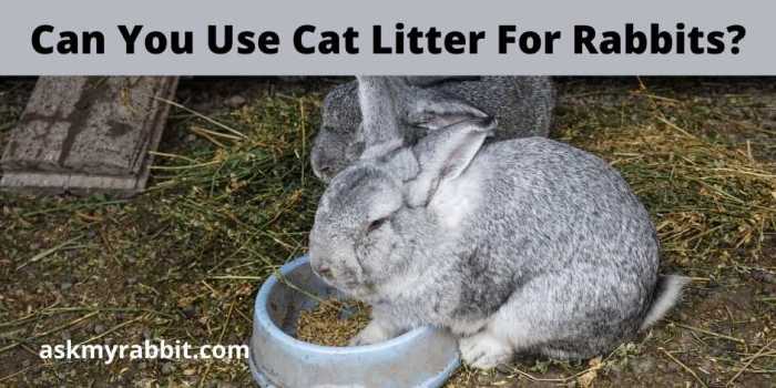 rabbits litter litters 2021 july guide reviews