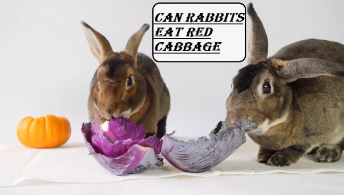 cabbage rabbits